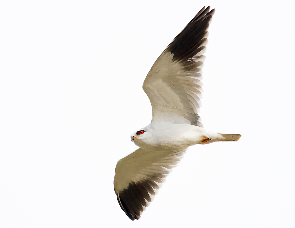 Black-shouldered Kite in flight